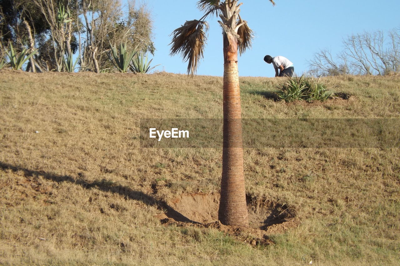 SHEEP ON FIELD AGAINST TREES