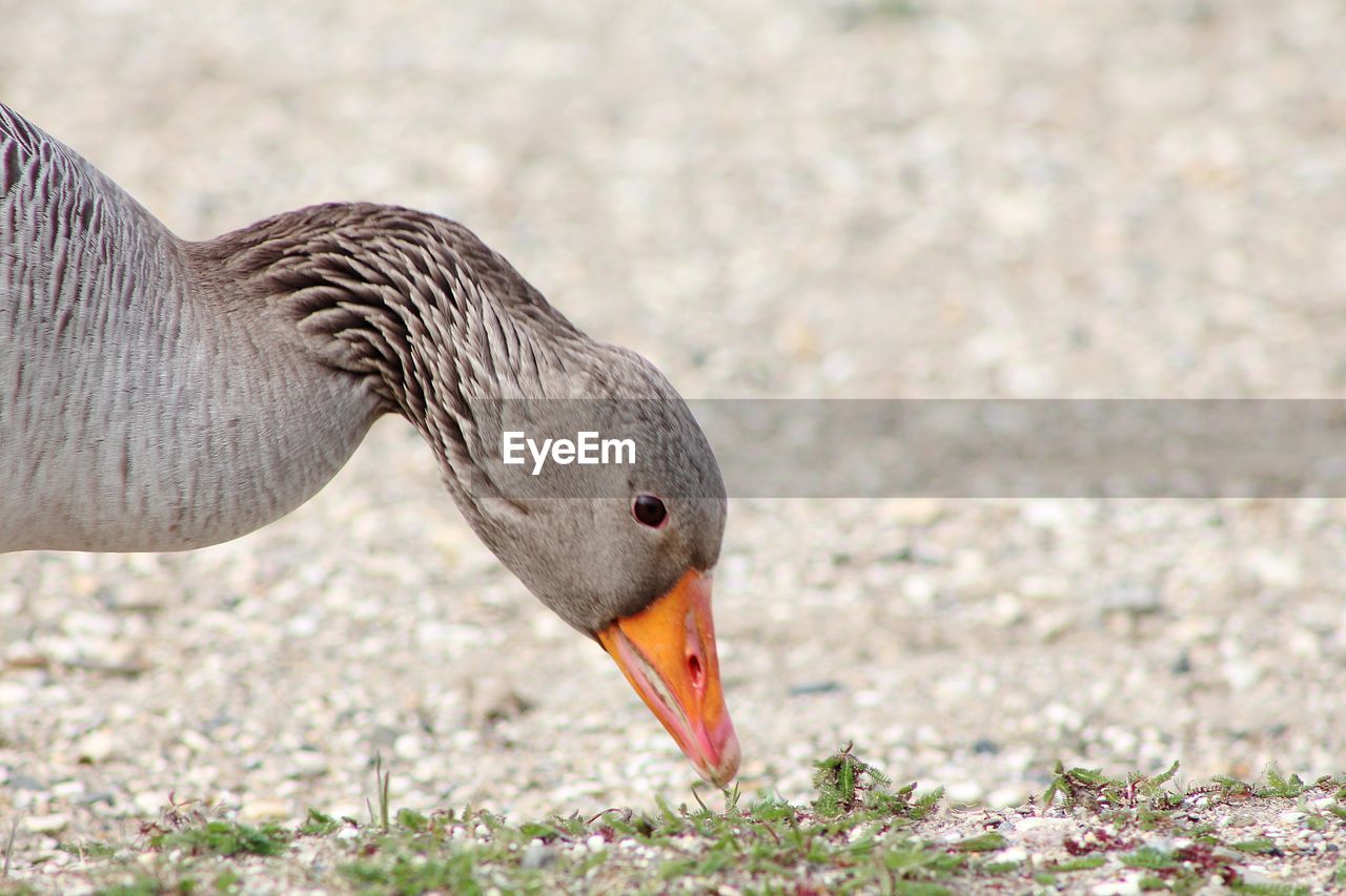 Close-up of a goose