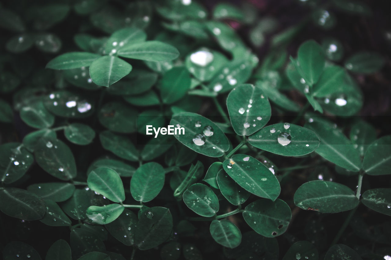 HIGH ANGLE VIEW OF WET LEAVES ON RAINY DAY