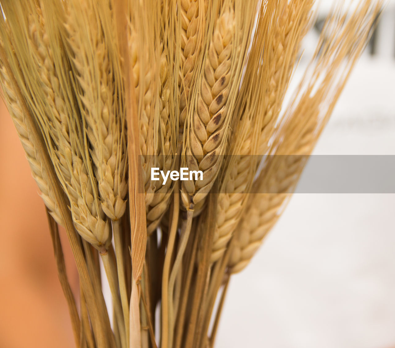 Close-up of wheat bouquet