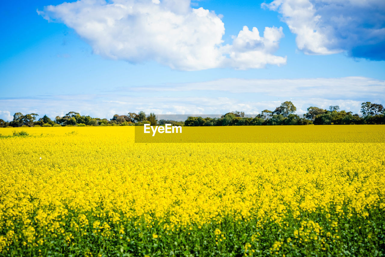 landscape, vegetable, field, sky, plant, yellow, rapeseed, rural scene, environment, agriculture, land, flower, produce, canola, beauty in nature, food, cloud, oilseed rape, flowering plant, crop, scenics - nature, nature, farm, growth, freshness, tranquility, tranquil scene, springtime, idyllic, brassica rapa, no people, abundance, blue, meadow, horizon, blossom, vibrant color, prairie, rural area, plain, outdoors, day, tree, fragility, sunlight, non-urban scene, mustard, grassland, cultivated, horizon over land, summer, cultivated land