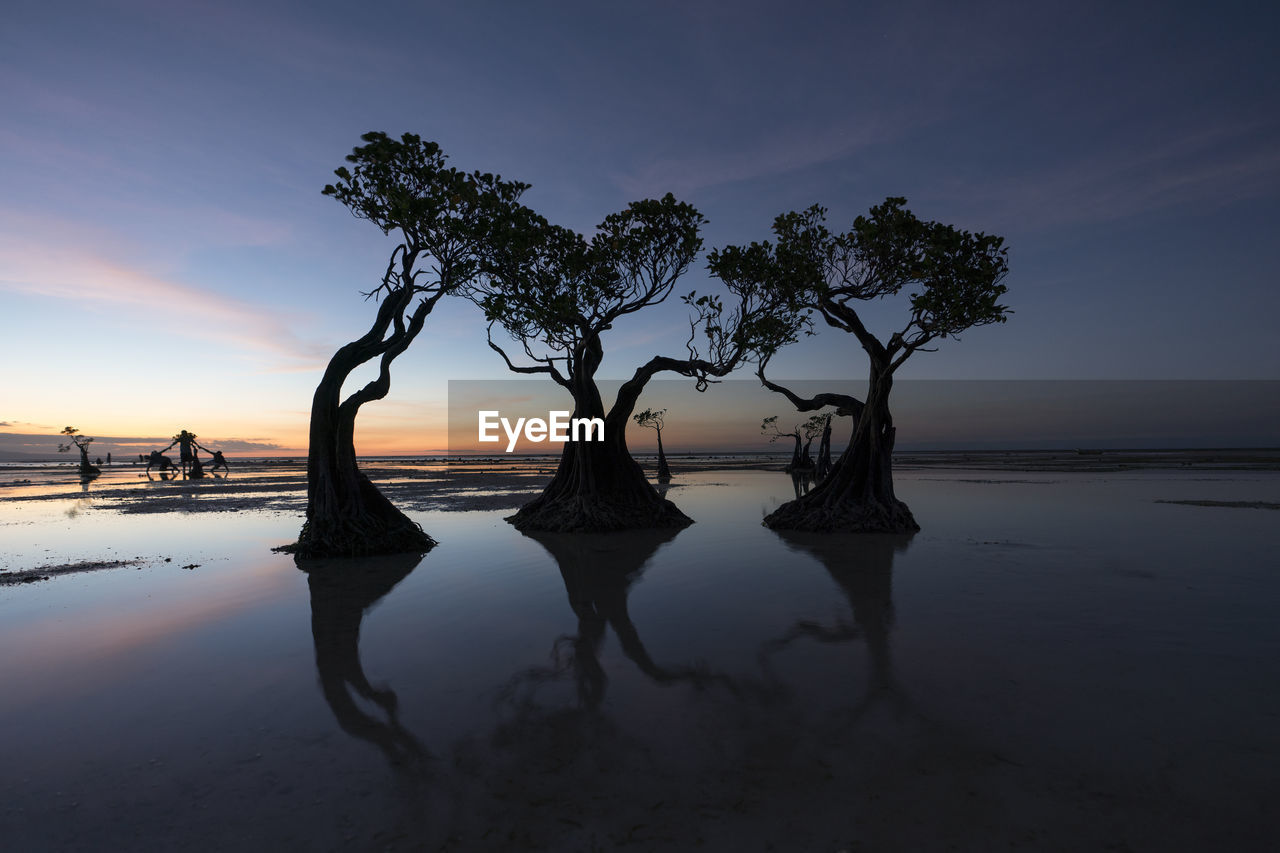 Silhouette trees on beach against sky during sunset