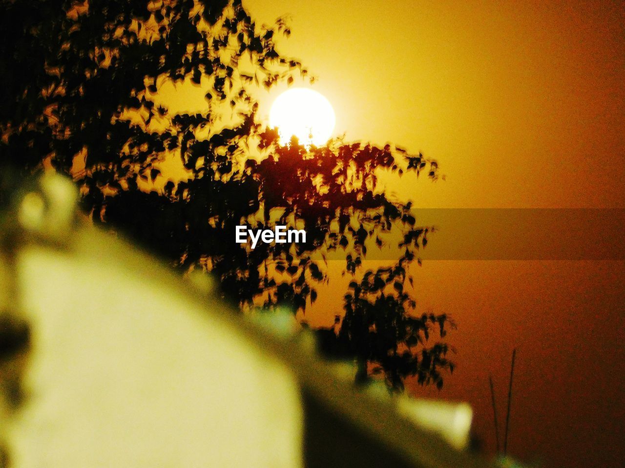 CLOSE-UP OF TREE AGAINST SUNSET SKY