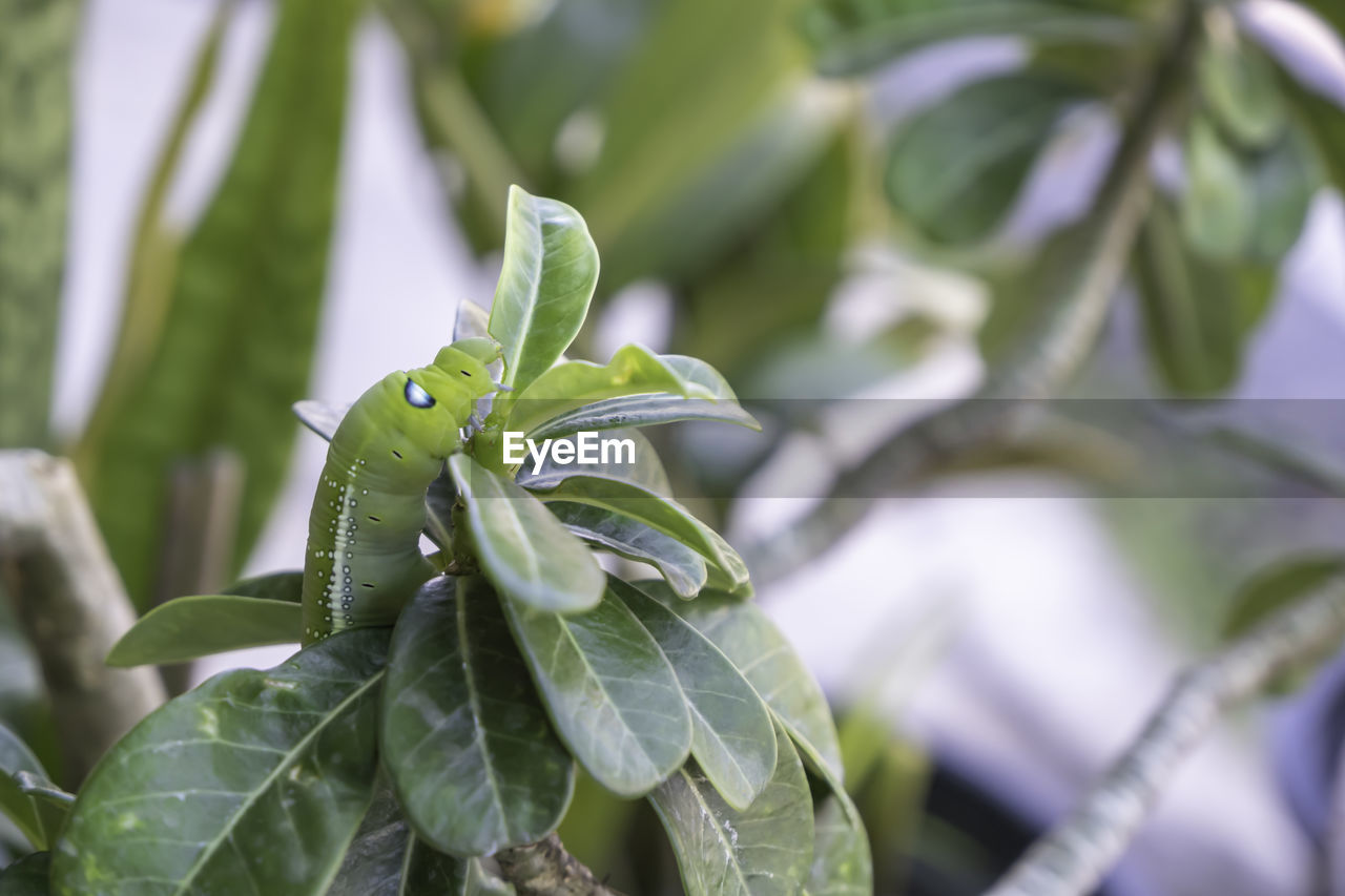 CLOSE-UP OF GREEN PLANT LEAVES