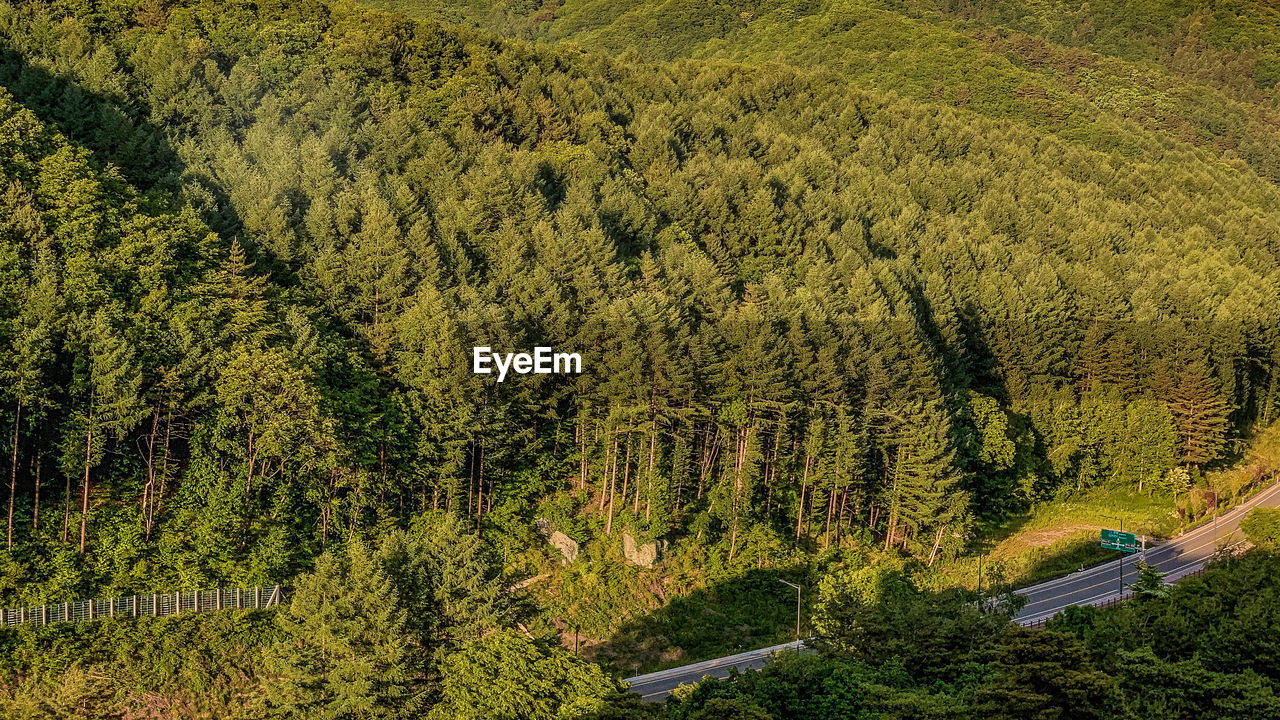 High angle view of trees in forest