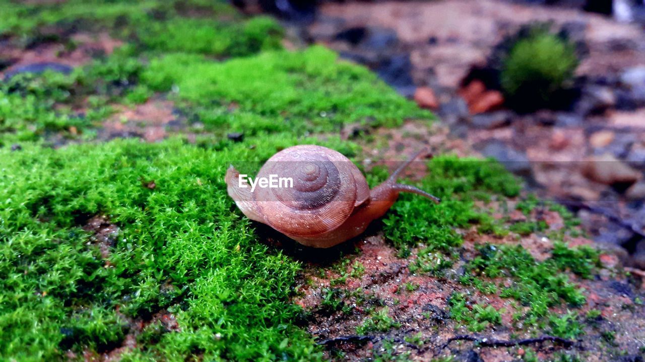CLOSE-UP HIGH ANGLE VIEW OF SNAIL