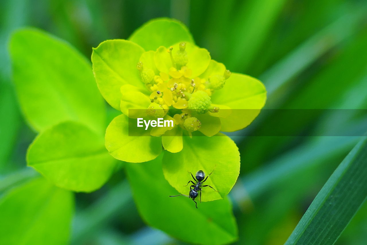 Close-up of insect on flower