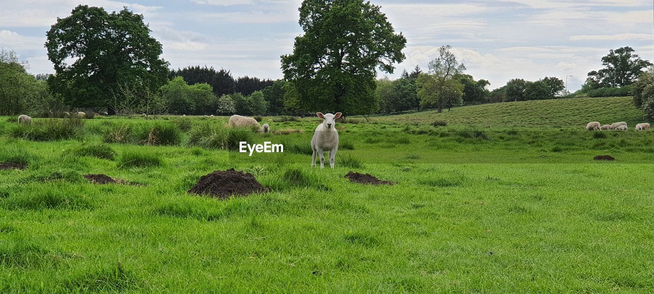 pasture, plant, meadow, tree, mammal, grass, animal themes, animal, grassland, field, domestic animals, livestock, grazing, green, landscape, nature, agriculture, land, sky, pet, rural area, group of animals, environment, farm, growth, cloud, rural scene, prairie, cattle, natural environment, day, animal wildlife, beauty in nature, outdoors, no people, domestic cattle, plain, hill, occupation, scenics - nature, cow, wildlife, tranquility, lawn, sheep