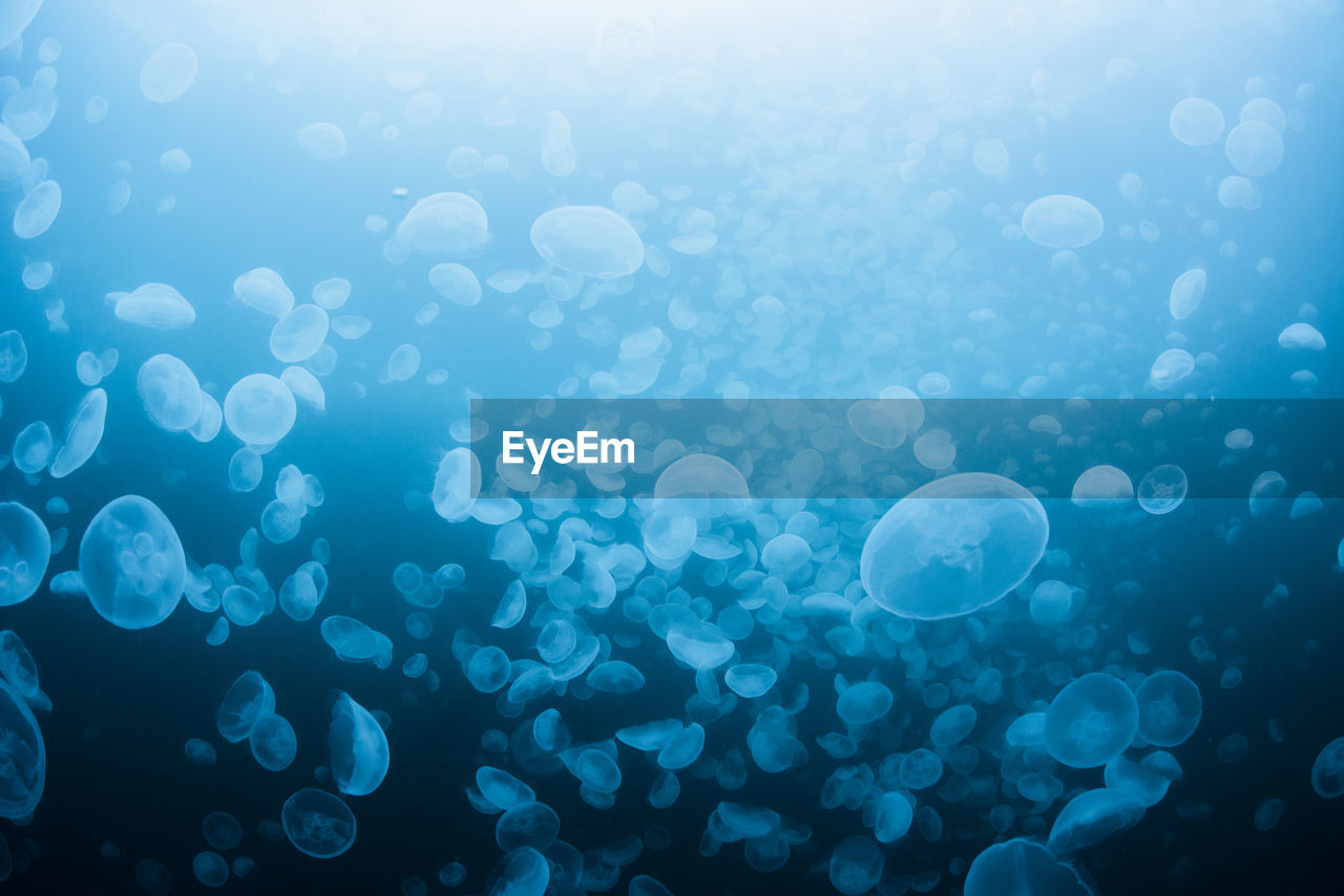 A group of jellyfish in notojima, ishikawa ,japan