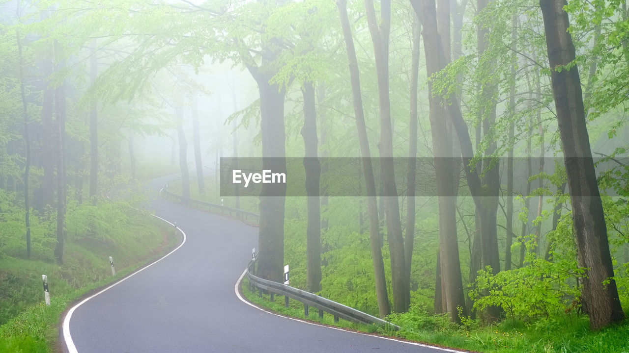 Road amidst trees in forest