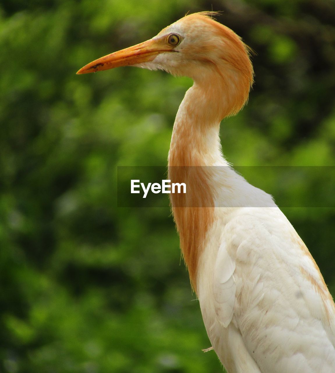 Close-up of crane bird.