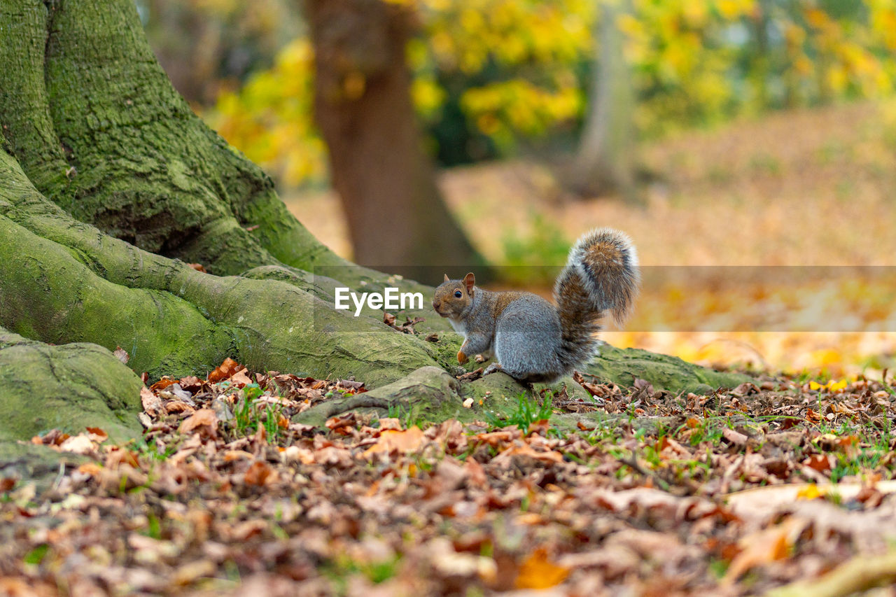 leaf, autumn, squirrel, animal, animal themes, nature, animal wildlife, wildlife, tree, plant part, plant, forest, one animal, mammal, grass, green, woodland, no people, branch, land, outdoors, selective focus, rodent, day, flower, environment, beauty in nature, cute