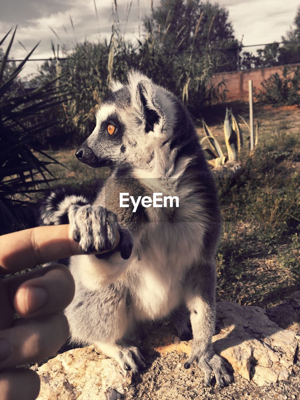Ring-tailed lemur holding human finger while looking away at zoo
