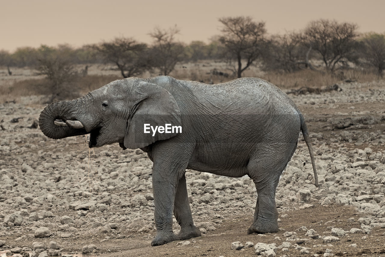 Elephant in savannah