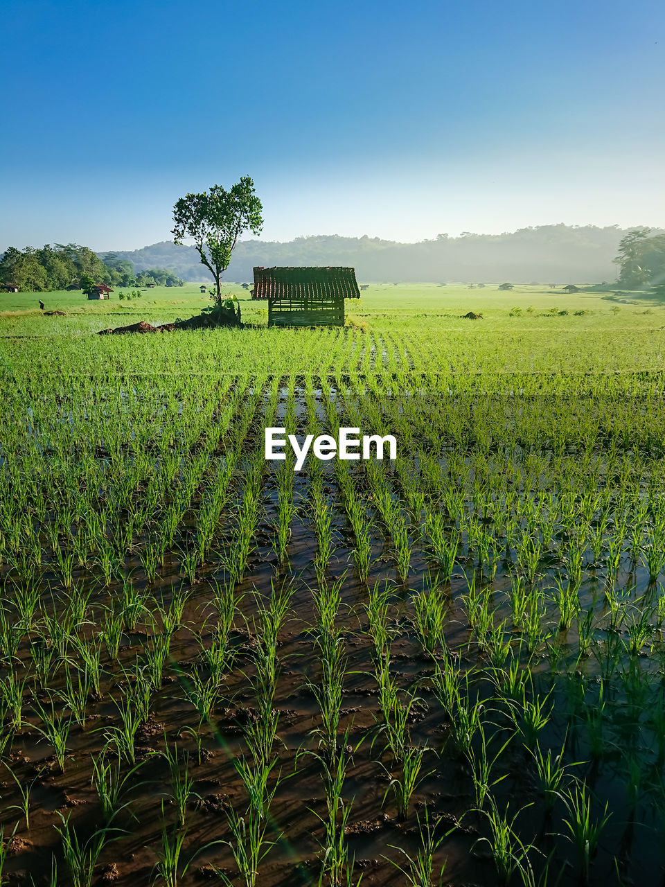 CROPS GROWING ON FIELD