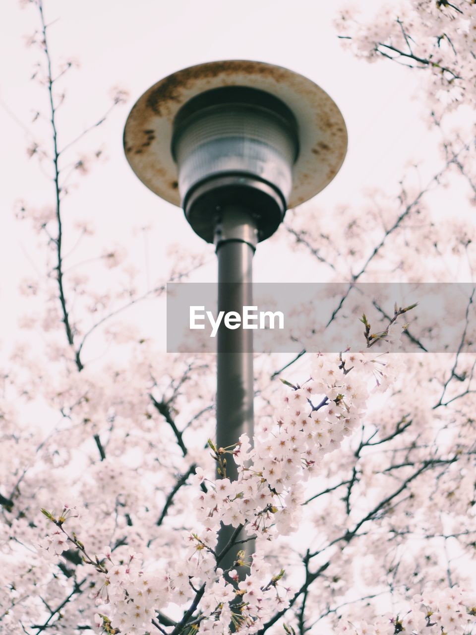 Low angle view of lamp post amidst cherry trees