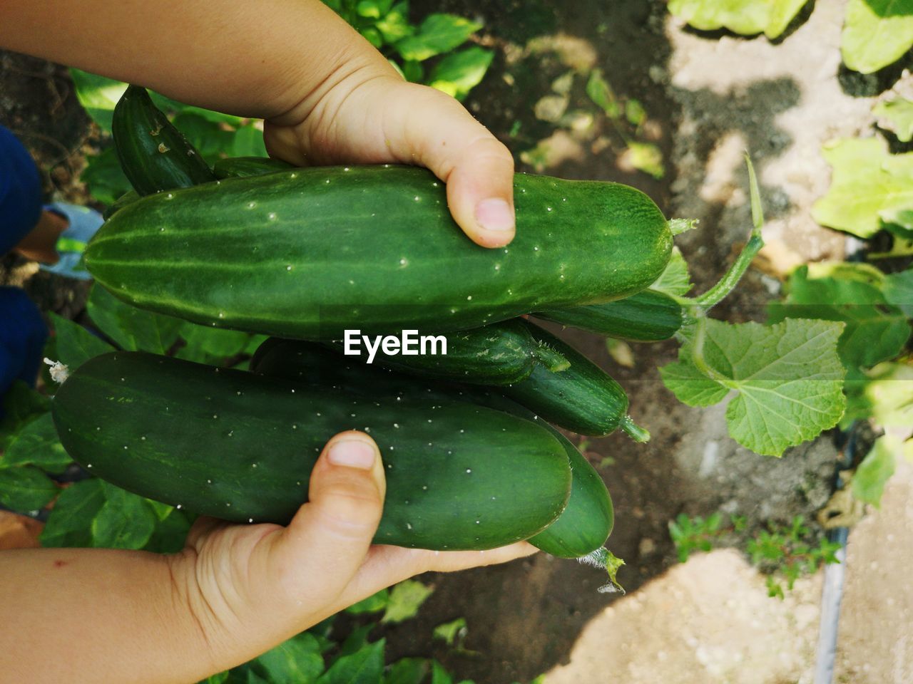 Close-up of hand holding vegetables