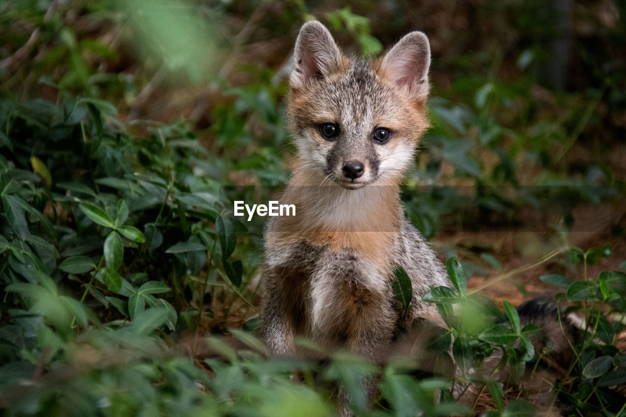 Close up portrait of baby gray fox in the wild