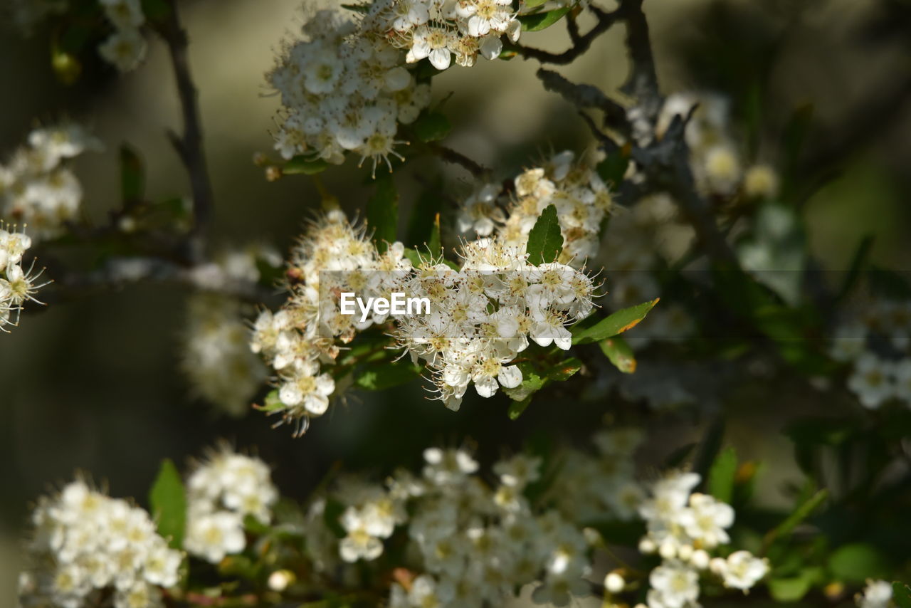 Close-up of white flowering plant