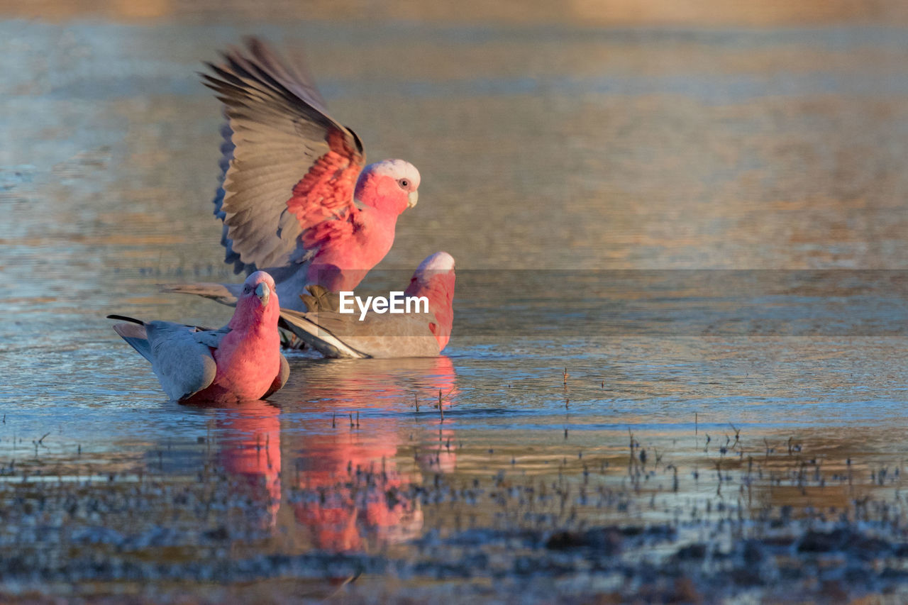 BIRD FLYING OVER WATER