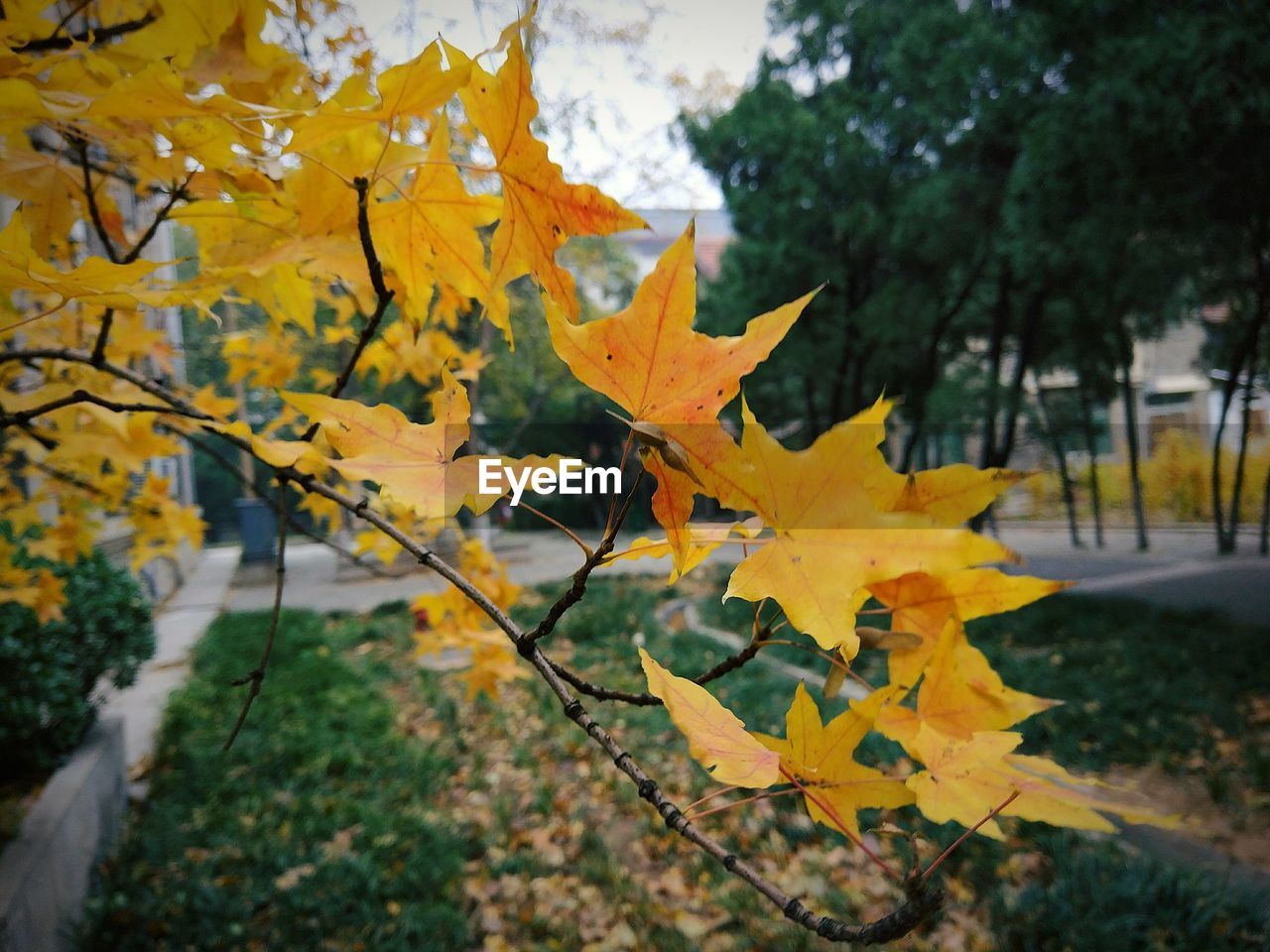 Close-up of yellow maple leaf on tree