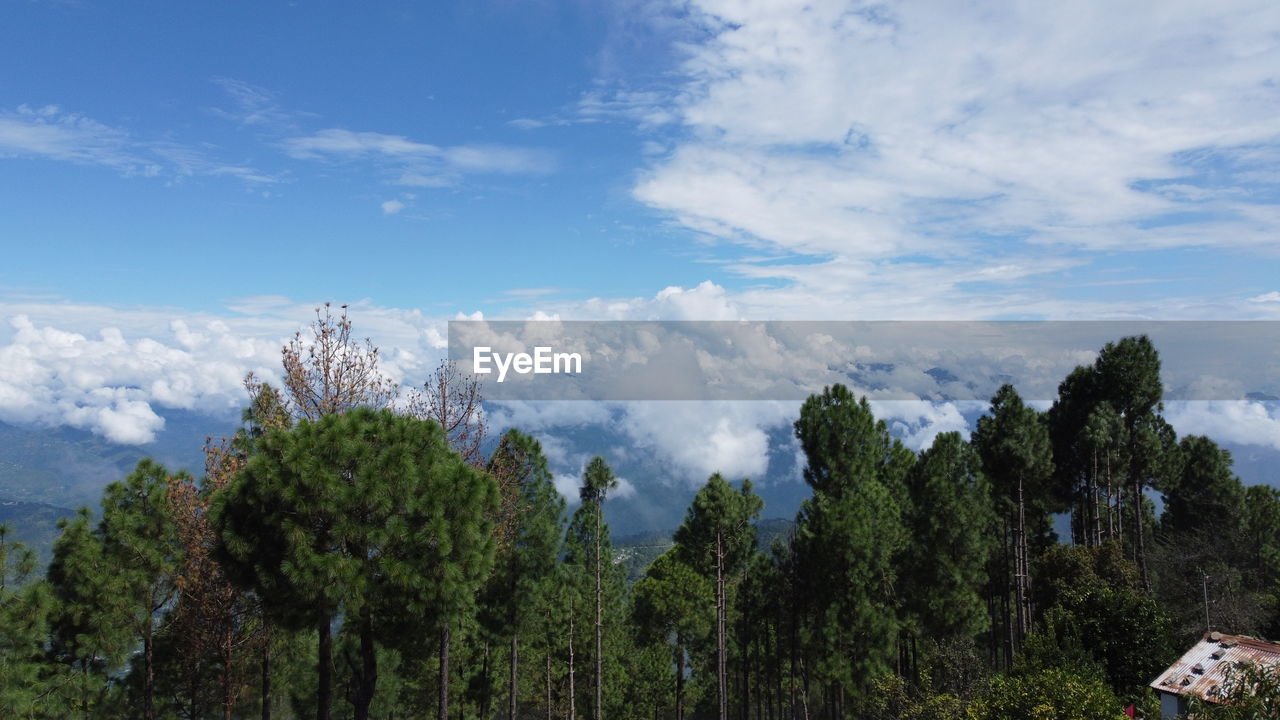tree, sky, plant, mountain, cloud, scenics - nature, mountain range, environment, landscape, nature, beauty in nature, land, wilderness, forest, no people, pine tree, ridge, pinaceae, travel destinations, coniferous tree, travel, outdoors, tranquility, pine woodland, day, blue, tranquil scene, non-urban scene, tourism, green, growth, architecture