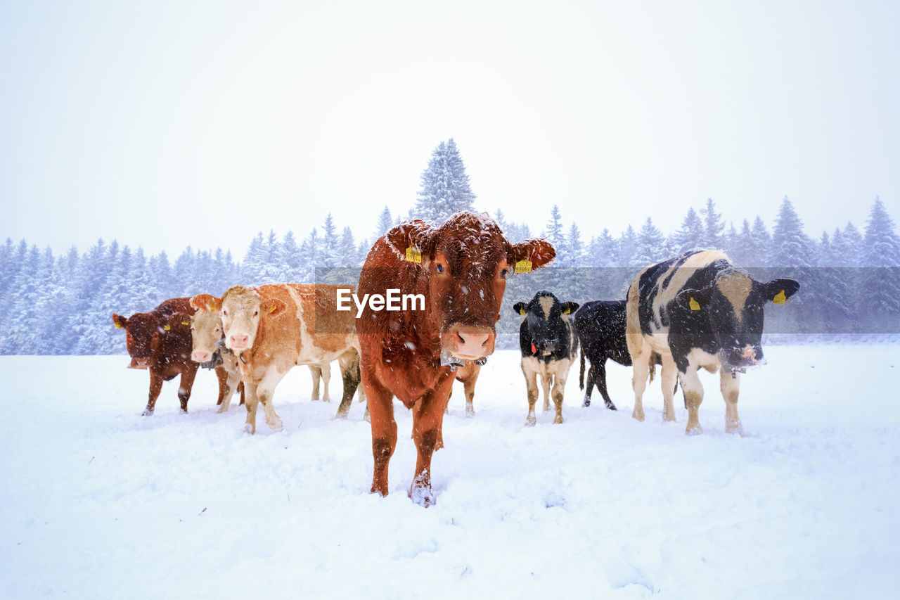 Herd of domestic cows walking on snowy field near pine forest during snowfall in winter countryside