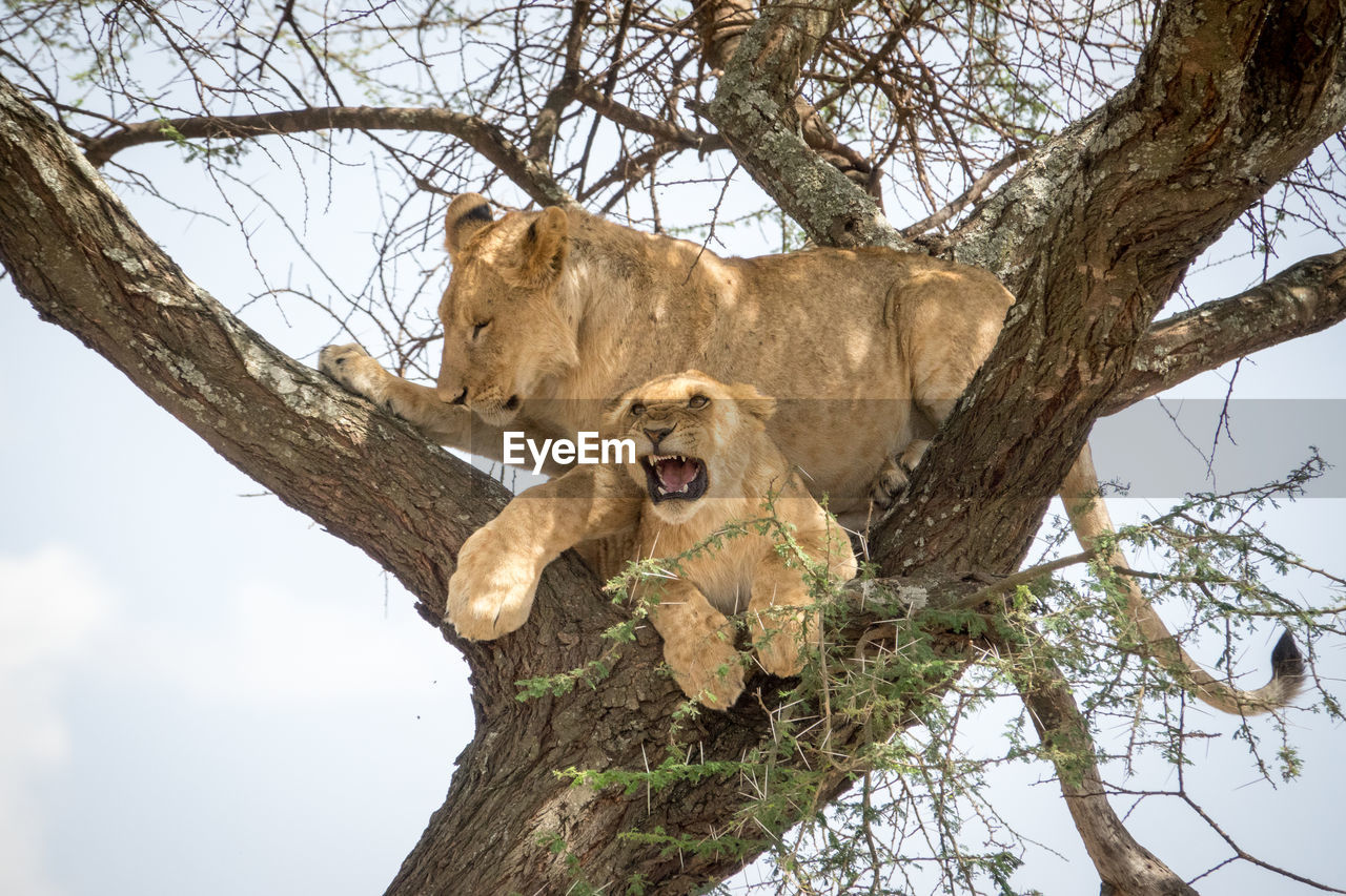 Low angle view of lioness on tree against sky