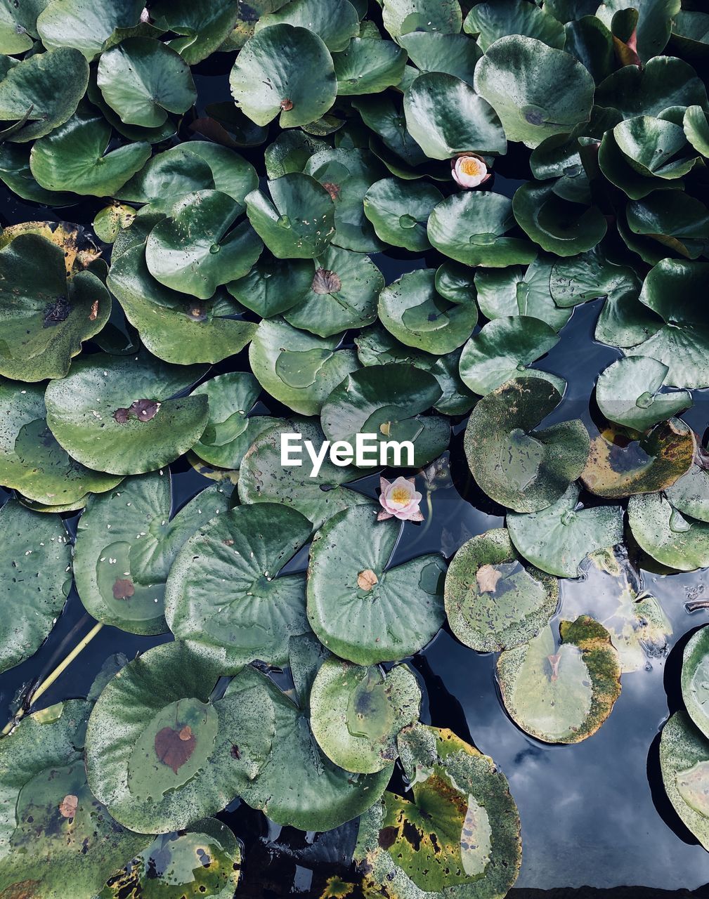 HIGH ANGLE VIEW OF LOTUS WATER LILY LEAVES IN LAKE