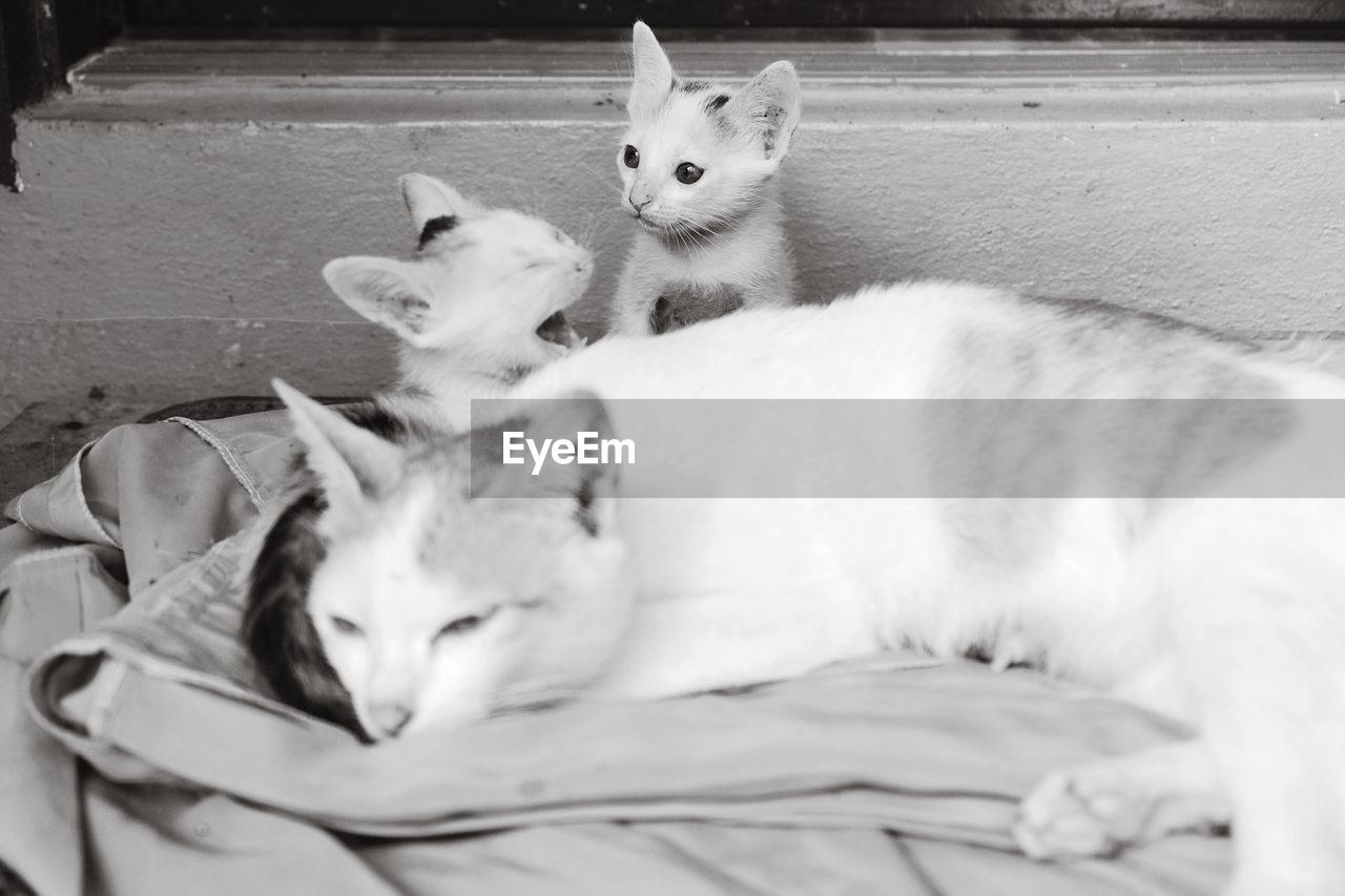 Close-up of cats and kitten lying on textile