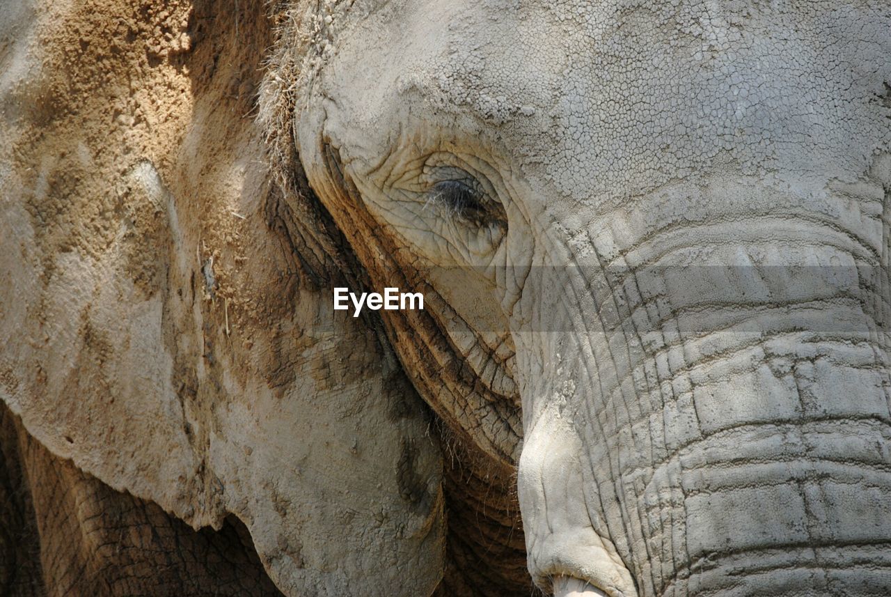 Close-up of elephant