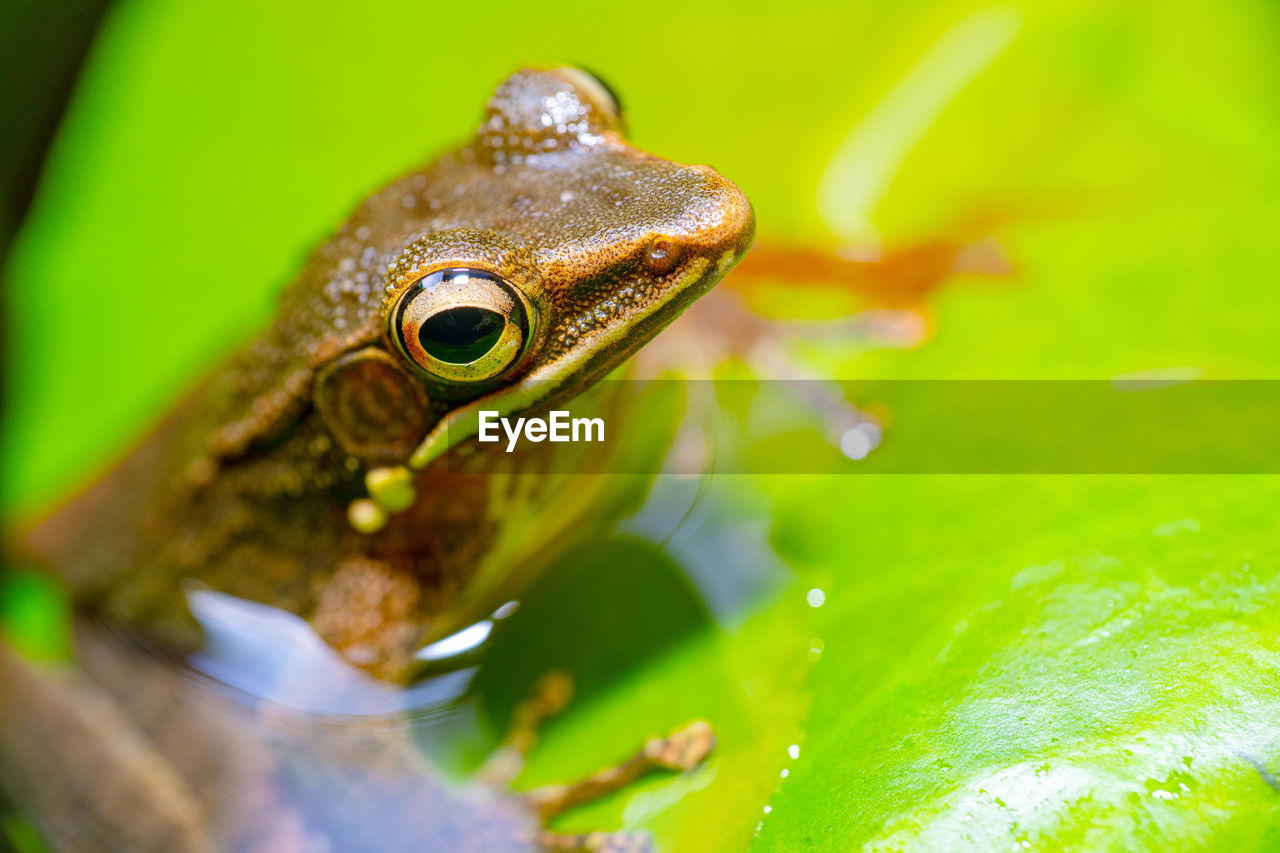 frog, animal themes, animal, amphibian, true frog, animal wildlife, one animal, green, tree frog, close-up, macro photography, water, wildlife, nature, reptile, animal body part, no people, bullfrog, environment, plant part, leaf, macro, outdoors, rainforest, animal eye, eye, plant, animal head, wet, day