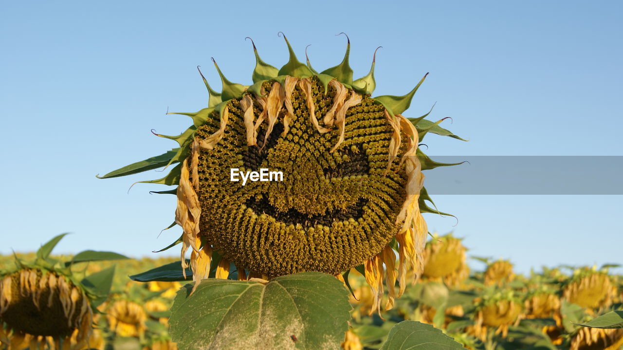 Close-up of sunflower on field against clear sky