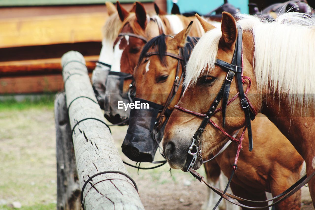 Close-up of horse in ranch