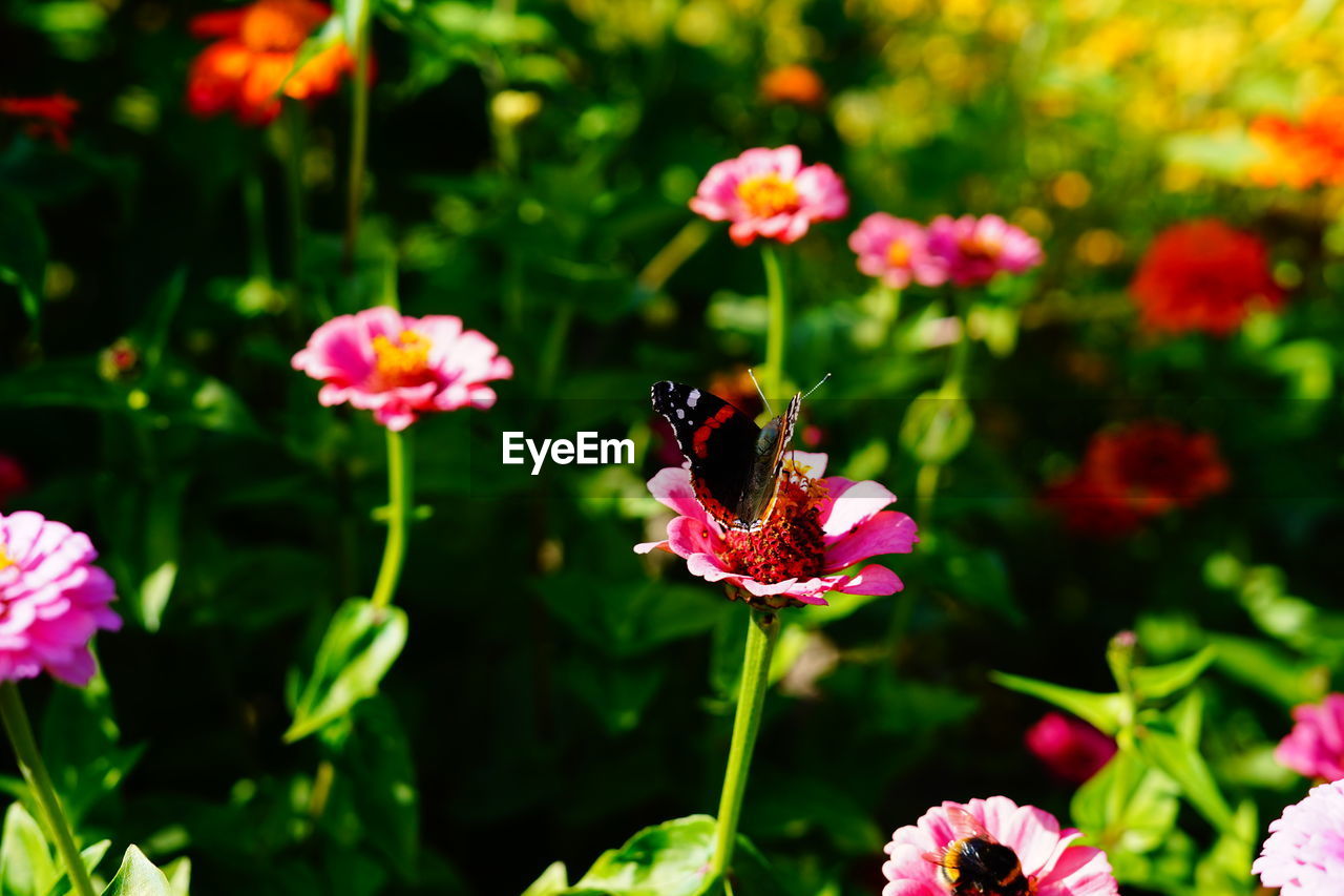 CLOSE-UP OF BEE POLLINATING ON PINK FLOWERING PLANT
