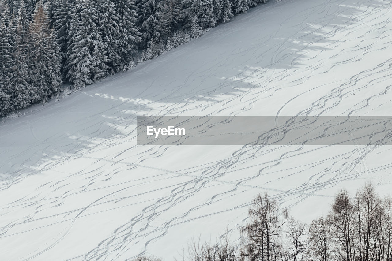 SNOW COVERED TREES AGAINST SKY