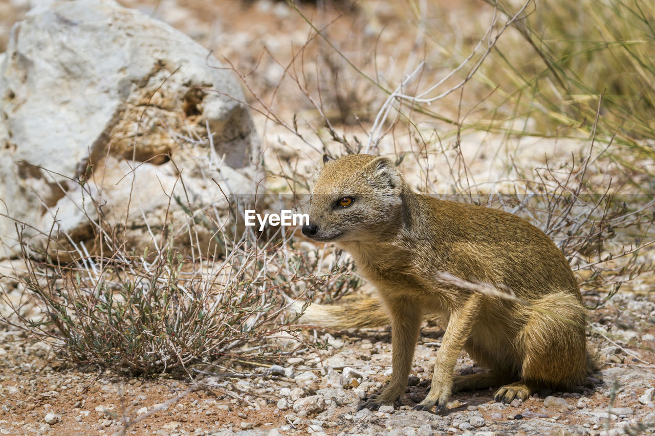 Yellow mongoose seated in dry land in kgalagadi transfrontier park, south africa