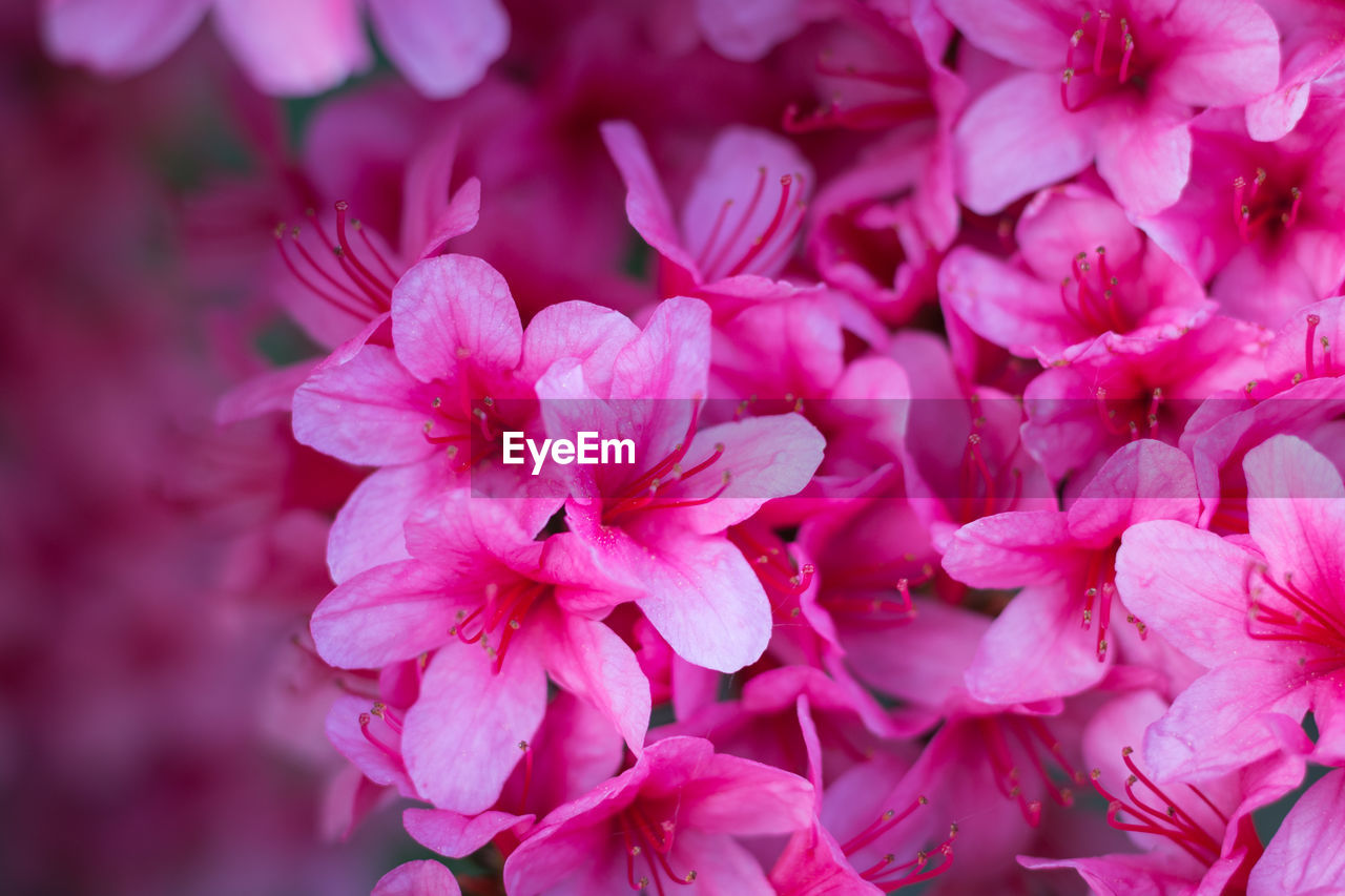 Close-up of pink flowering plant