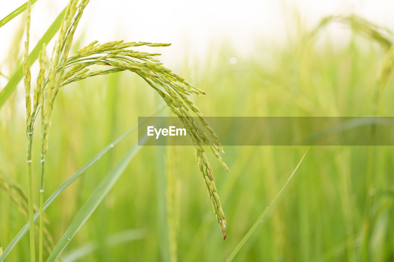 CLOSE-UP OF STALKS IN WHEAT FIELD