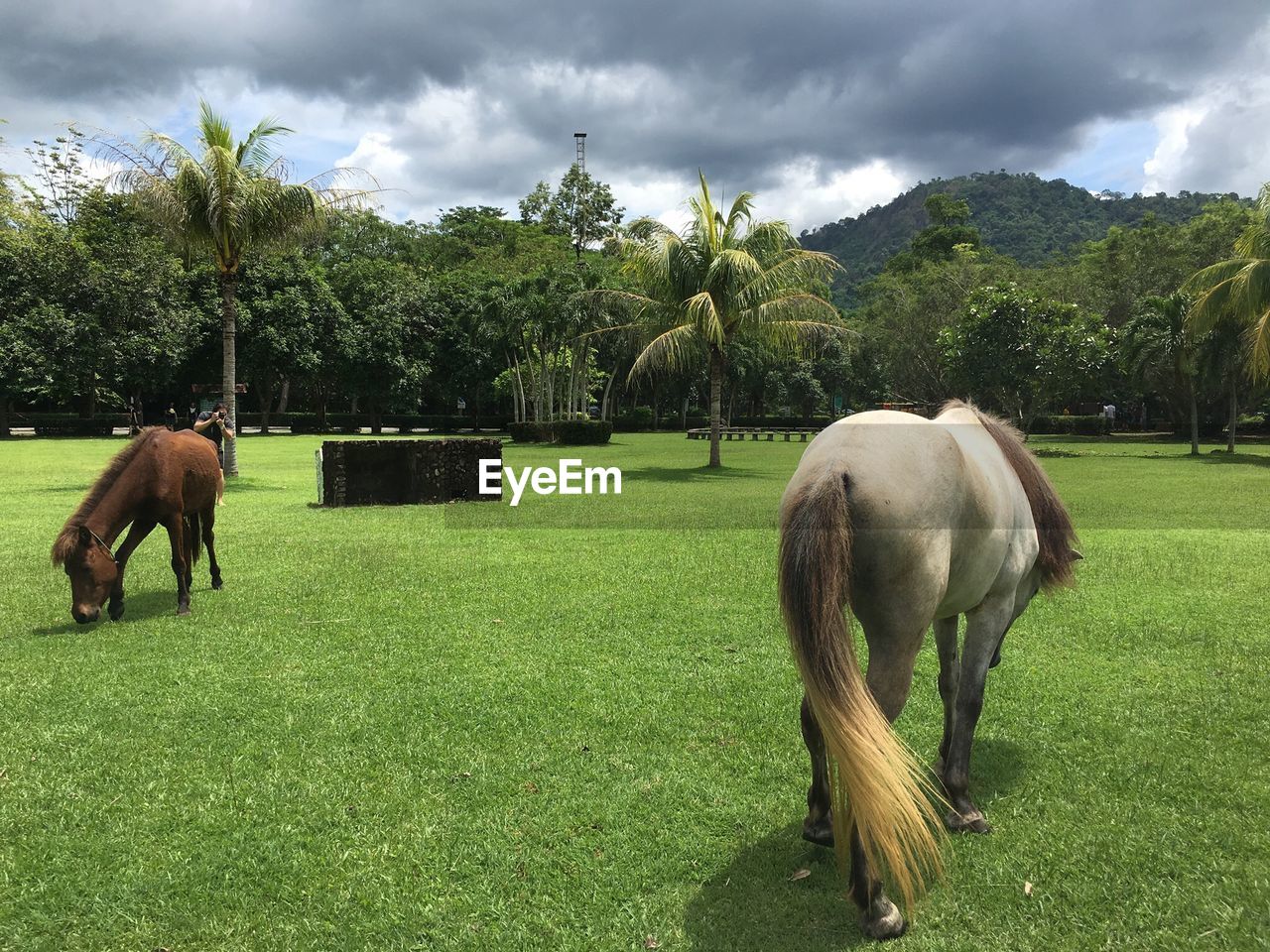 HORSES GRAZING ON FIELD