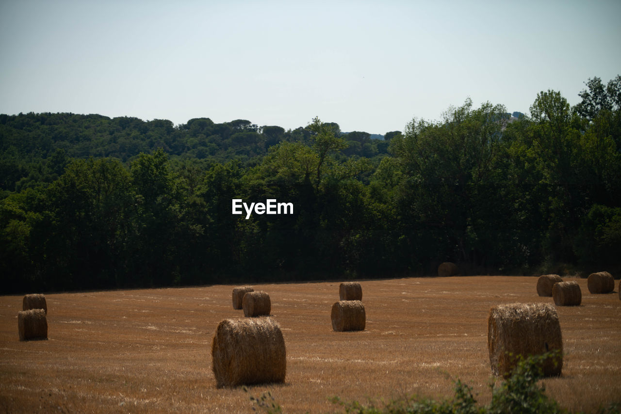 HAY BALES ON FIELD AGAINST TREES