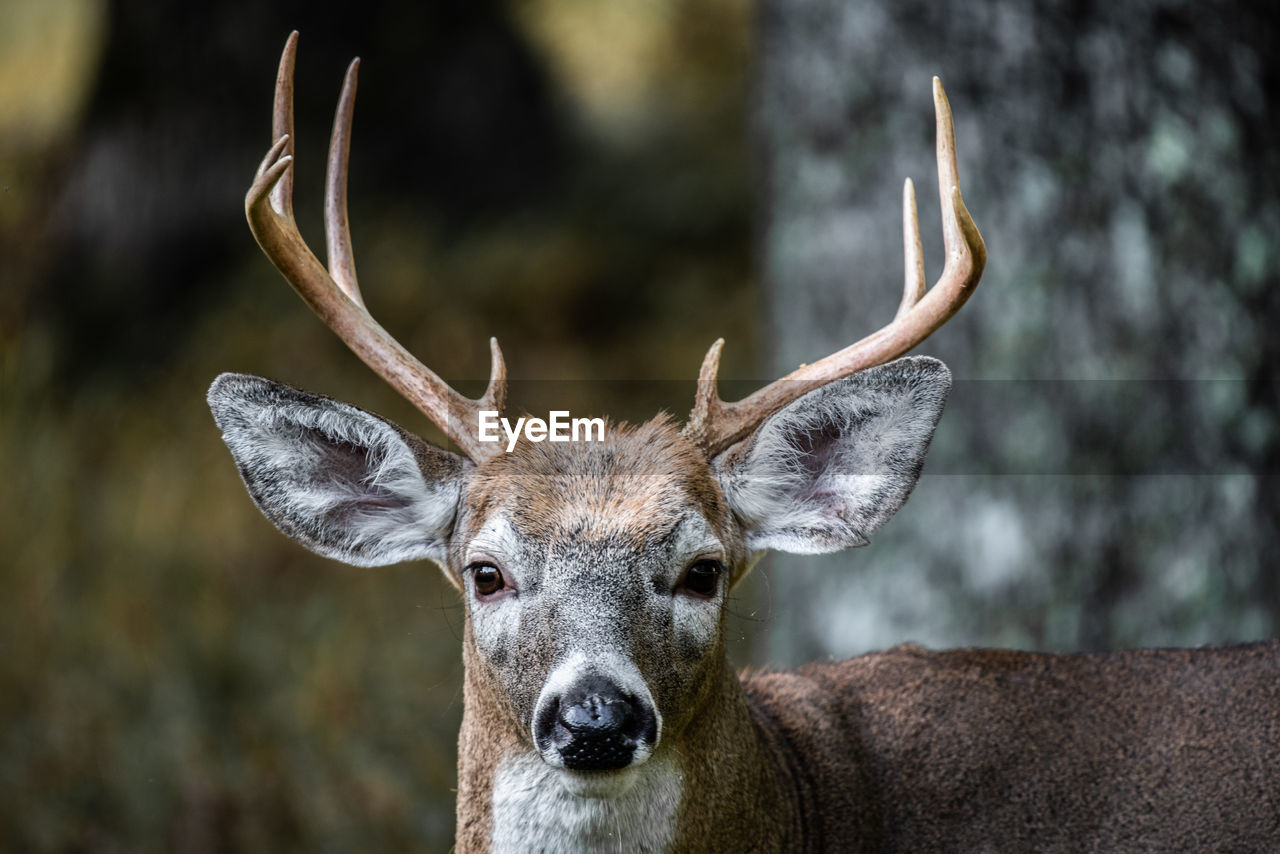 Whitetail buck deer with antlers 9 points poconos pennsylvania hunting season