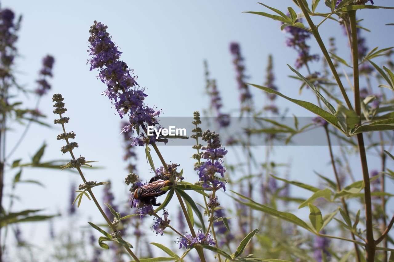 plant, flower, nature, flowering plant, beauty in nature, growth, no people, tree, animal wildlife, food, food and drink, grass, wildflower, sky, freshness, focus on foreground, animal themes, macro photography, outdoors, animal, blossom, close-up, day, purple, herb, environment, wildlife, botany, land, plant part, selective focus, fragility