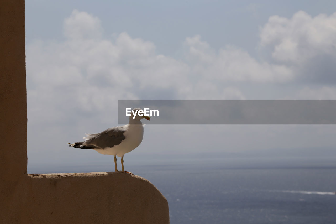 Seagull perching on wall against sky