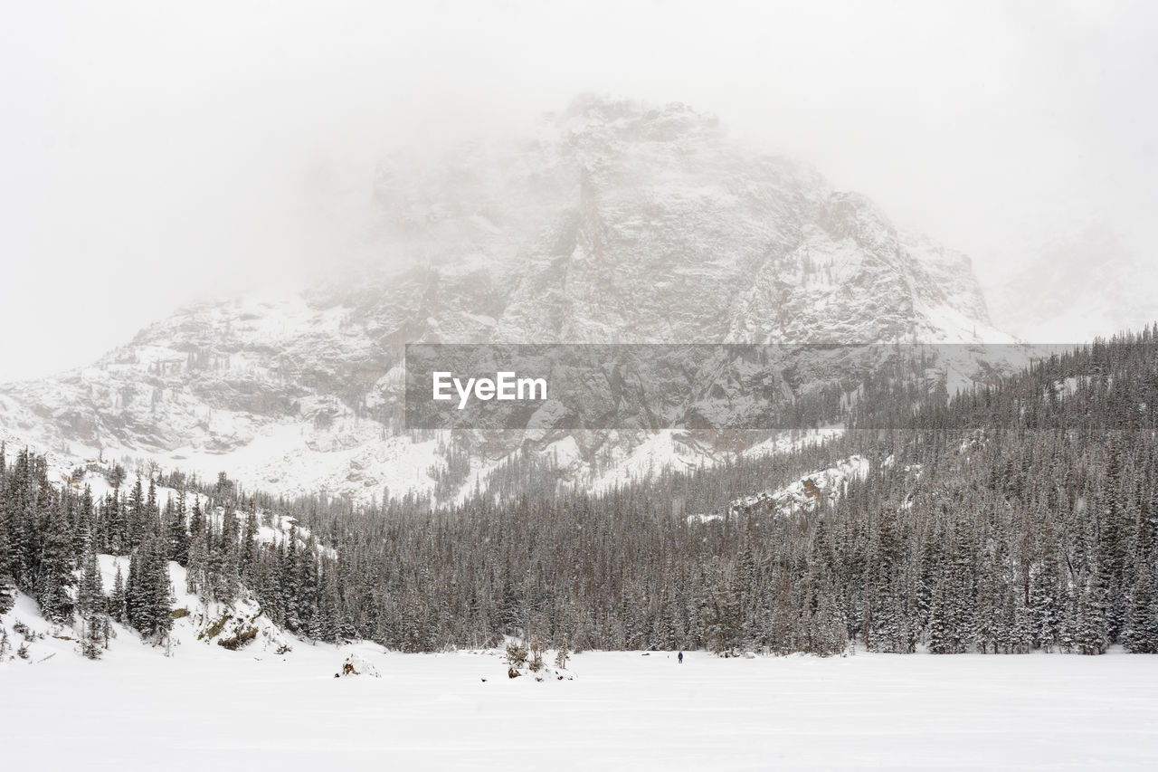 PINE TREES ON SNOW COVERED LAND AGAINST SKY