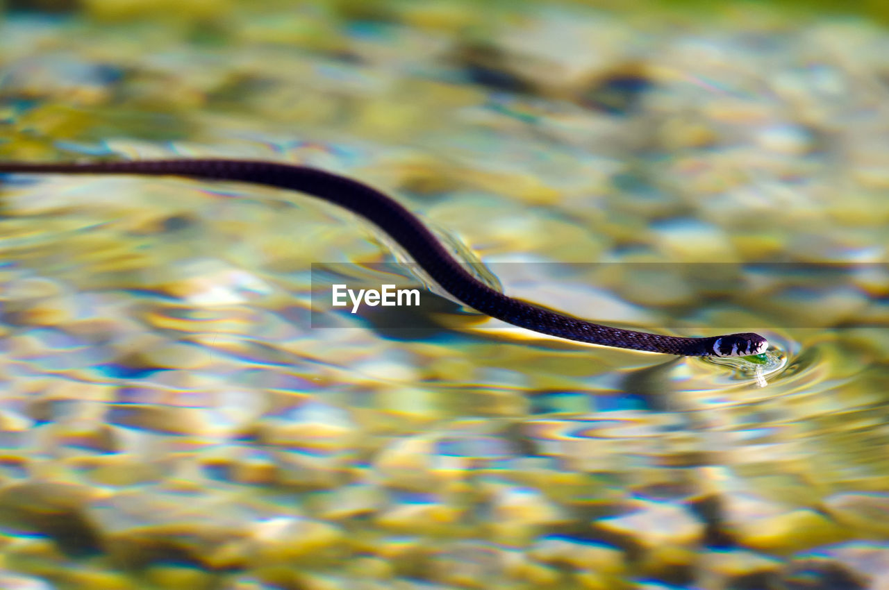 CLOSE-UP OF TURTLE IN WATER