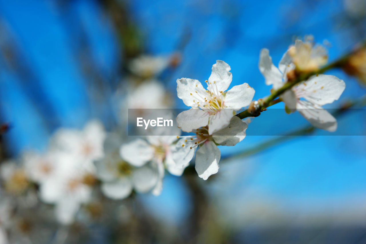 plant, flower, flowering plant, beauty in nature, freshness, springtime, blossom, fragility, nature, tree, growth, branch, blue, close-up, spring, macro photography, flower head, white, cherry blossom, petal, inflorescence, no people, focus on foreground, day, outdoors, selective focus, twig, produce, fruit tree, botany, food, pollen, food and drink, sky, agriculture, apple tree, prunus spinosa, fruit