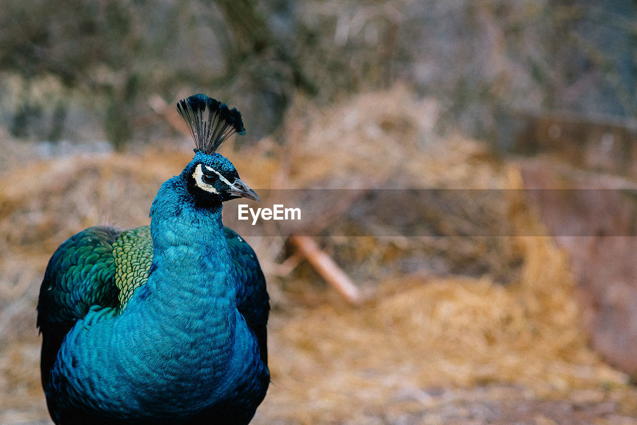 Close-up of peacock