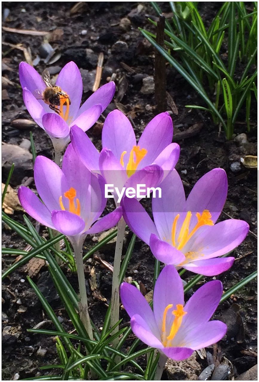 High angle view of crocus flowers blooming on field