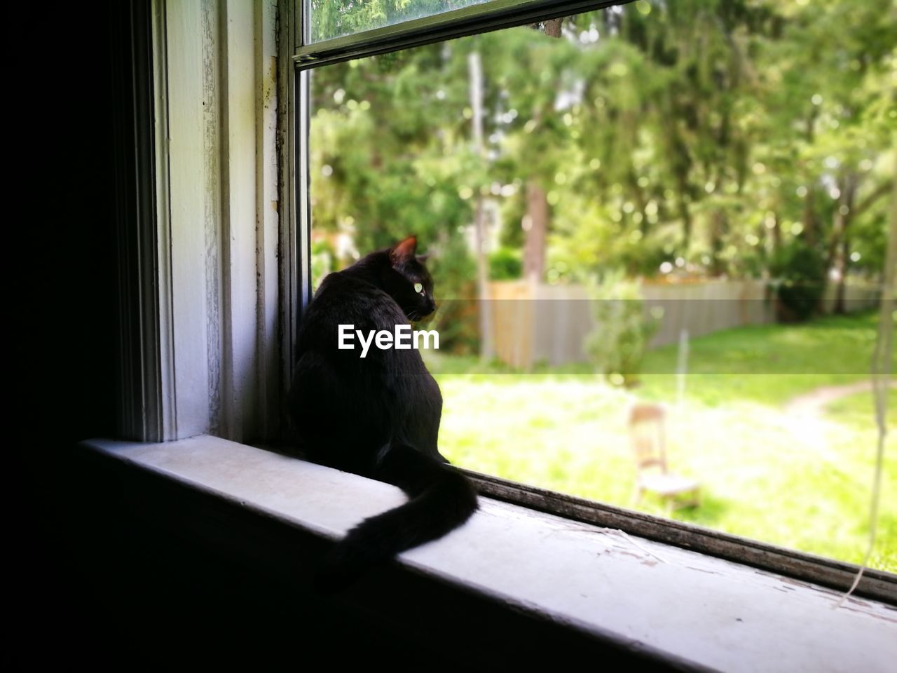 BLACK CAT LOOKING AT WINDOW SILL